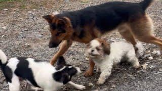 German shepherd protecting Shitzu 