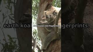 Koalas Have Human What?? - Mind Blowing Facts  #learneveryday #facts #curiousity #didyouknow