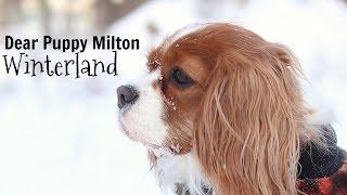 Dear Puppy Milton: Winterland | Herky & Milton | Dog explains what is winter