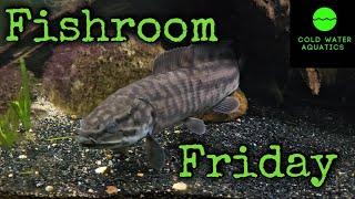 Fishroom Friday