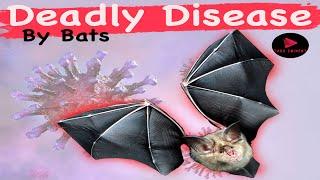 Bats in Peril: The Shocking Impact of a Deadly Disease