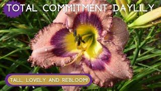 TALL, LOVELY & REBLOOMING! | Total Commitment Daylily