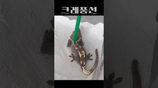 우리 집 풍선