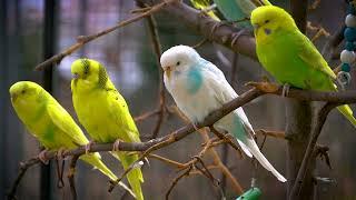 Budgie Sounds for Lonely birds on windy and rainy day