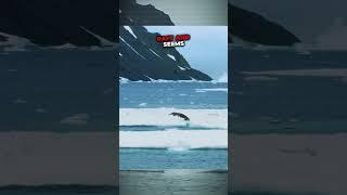 Icebreaker Orcas' Hunting Strategy #Orca #KillerWhale #Arctic