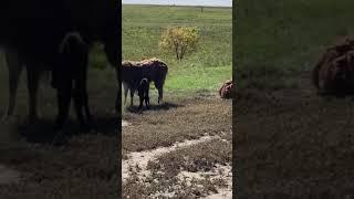 Oopsie, we just have a newborn! #llamas #shorts #animals #nature #weather