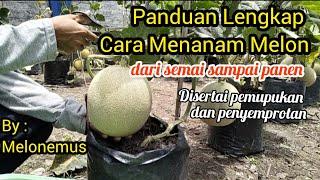 PANDUAN LENGKAP CARA MENANAM MELON DI POLYBAG DARI TANAM SAMPAI PANEN (Video Kompilasi Part 1-12)