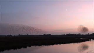 Thousands of Starlings murmuration, duizenden spreeuwen spektakel.