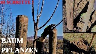 STREUOBSTBAUM PFLANZEN in 10 SCHRITTEN | Tutorial |  Streuobst Schaffer