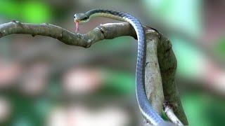 Bronze backed tree snake (വില്ലൂന്നി പാമ്പ്)