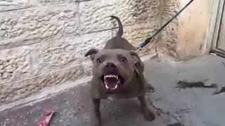 Pitbull food aggression