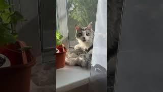 Кот тащится от солнышка ️аж слюнки текут #cat #котикимоякотомания #видосыоткота