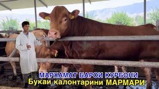 Бука барои Курбони дар Фермаи МАРМАРИ, срочно бубинед чи гап шуд ?   10 июня 2024 г.