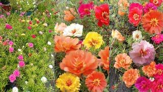 Best Natural fertilizer  for massive flowering in portulaca/purslane/moss rose