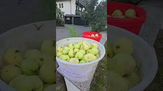 Жизнь в ГЕРМАНИИ #мюнхен #германия #баварскиезарисовки #мюнхен2024 #германиясегодня #жизньвгермании