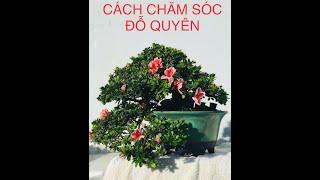 CÁCH TRỒNG BONSAI ĐỖ QUYÊN