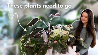 Houseplant purge! Downsize 10 plants with me 