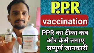 #बकरियों को पी.पी .आर वैक्सीन किस तरह और कब दें- उमेश कुमार कुशवाहा।#PPR #vaccination #Goatfarming