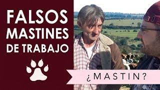 Falsos mastines de trabajo. (MASTÍN OFICIAL ESPAÑOL)