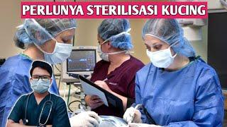 PENTINGNYA STERIL KUCING || drh Mirza Yusa || Dokter Mirza