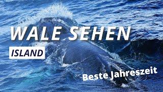 Island Wale beobachten: Tipps & beste Jahreszeit, um Wale zu sehen