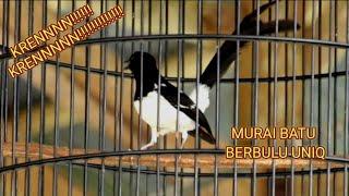 MURAI BATU BERBULU UNIQ INCARAN PARA SULTAN#kicaumania #kicaumaniaindonesia#muraibatuindonesia