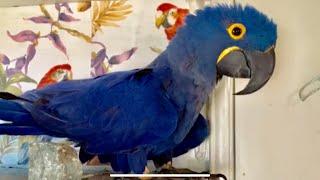 Talking hyacinth macaw!