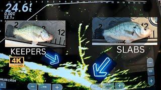 CRAPPIE FISHING IS ON FIRE! Livescope Slabs