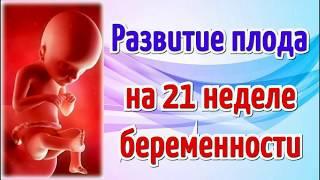 Развитие плода на 21 неделе беременности/Календарь беременности!