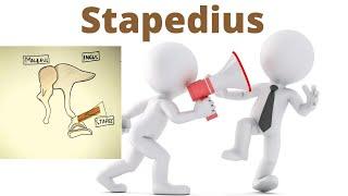 Stapedius muscle II 2 minutes II stapedial reflex II
