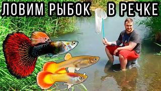 GuppyBach! Catching Guppy aquarium fish in a regular river! guppy bach