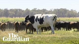 Meet Knickers, the 1,400kg cow from Australia