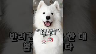 I bought a car for my dog