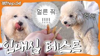 반려인도 모르는 내 반려견의 인내심 | 개판 ep.04