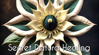 Deep Mind Healing - Visions of Datura - (Warning Visions : Please Read Description) 