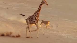 Wildlife Giraffe Fights  Fights Off Lion To Save Baby