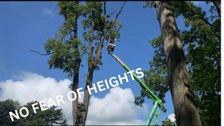 How to limb walnut trees with a 50 foot Boom Lift!!!