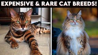 Expensive and Rare Cat Breeds That Nobody Has!