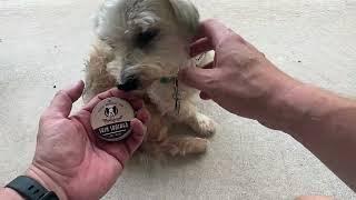 Natural Dog Company Skin Soother, 1 oz. Tin, Allergy and Itch Relief for Dogs