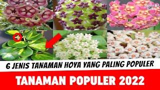 6 Jenis Tanaman Hoya Yang Paling Populer – Tanaman Populer 2022