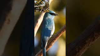 verditer flycatcher #capturethewild #photography #wildlifephotoghraphy #wildlife #wild