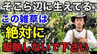 【目からウロコ】エノコロ草の驚くべき活用法教えます　　【カーメン君】【園芸】【駆除】【雑草】