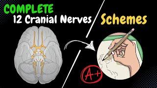 Mastering the 12 Cranial Nerves - Quick Memory Schemes Recap