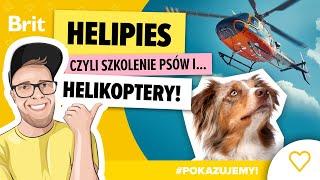 POKAZUJEMY: HeliPies, czyli szkolenie psów i... helikoptery! - Brit Polska