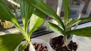 What happened to the Orchids in my house in 30 weeks