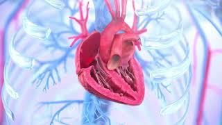 Tricuspid regurgitation: symptoms, causes and treatment | Animation