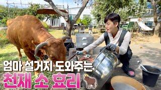 400kg 소가 24시간동안 엄마만 졸졸 따라다니는 이유 I KBS 자연의 철학자 221021 방송