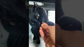 CAT DOES TRICKS FOR SUSHI NORI SHEET SNACKS ‍⬛️ #cat #blackcat #cattricks #cats #catlover #rvlife