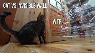 Cats vs Invisible Wall - КОТ ПРОТИВ НЕВИДИМАЯ СТЕНА