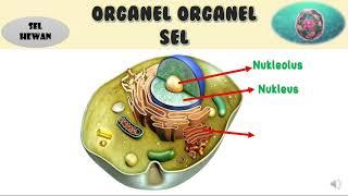 Sel | Mudah membedakan Sel Hewan dan Sel Tumbuhan